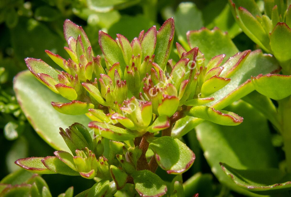 Rozchodník pochybný 'Splendens' - Sedum spurium 'Splendens'
