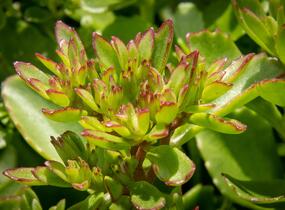 Rozchodník pochybný 'Splendens' - Sedum spurium 'Splendens'