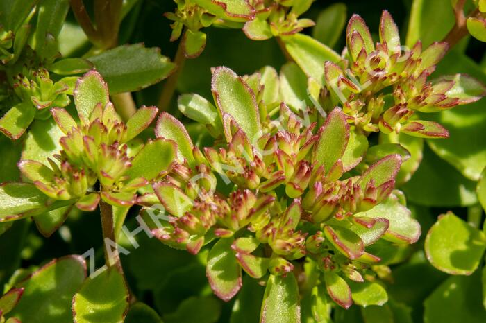 Rozchodník pochybný 'Splendens' - Sedum spurium 'Splendens'