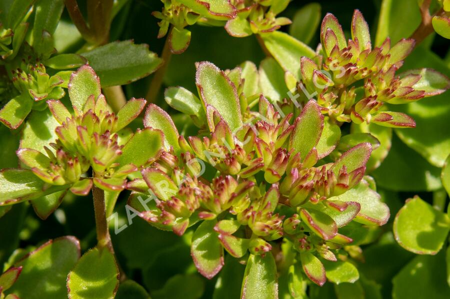 Rozchodník pochybný 'Splendens' - Sedum spurium 'Splendens'