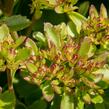 Rozchodník pochybný 'Splendens' - Sedum spurium 'Splendens'