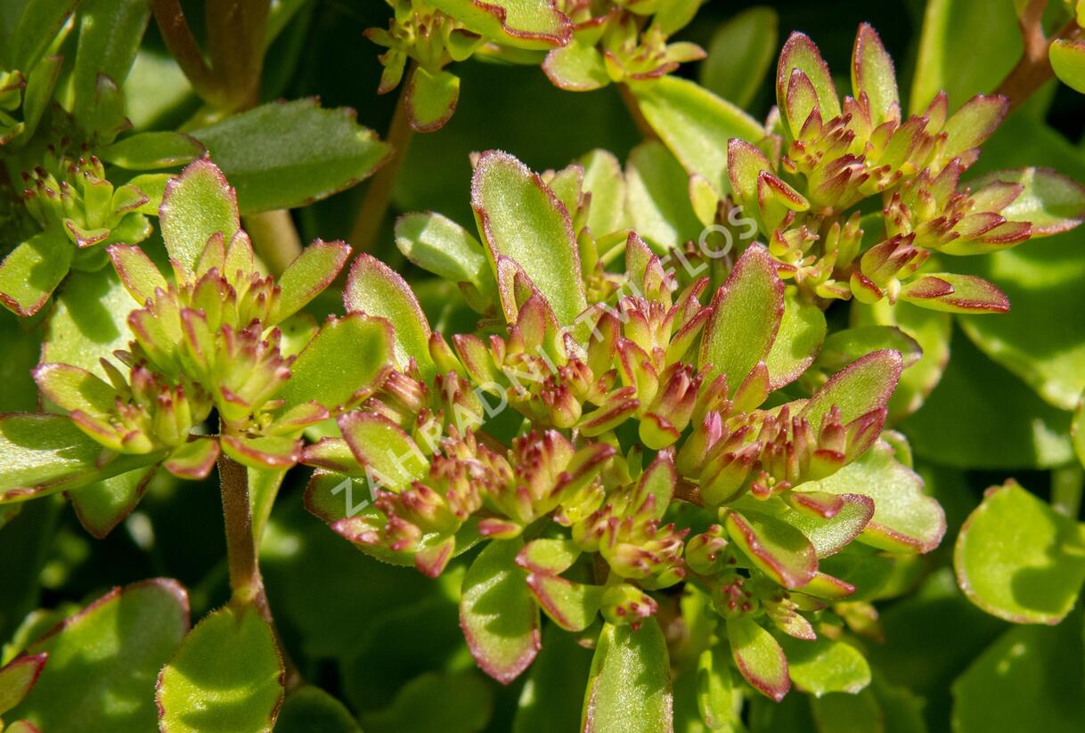 Rozchodník pochybný 'Splendens' - Sedum spurium 'Splendens'
