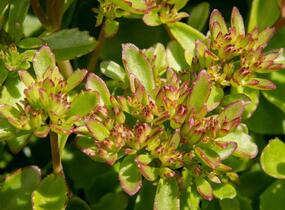 Rozchodník pochybný 'Splendens' - Sedum spurium 'Splendens'