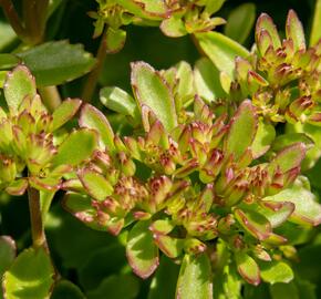 Rozchodník pochybný 'Splendens' - Sedum spurium 'Splendens'