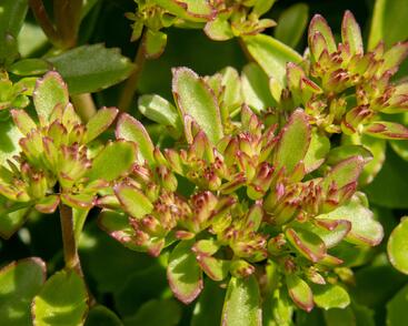 Rozchodník pochybný 'Splendens'