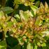 rozchodnik-pochybny-splendens.jpg