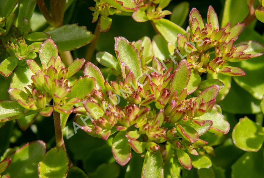 Rozchodník pochybný 'Splendens' - Sedum spurium 'Splendens'