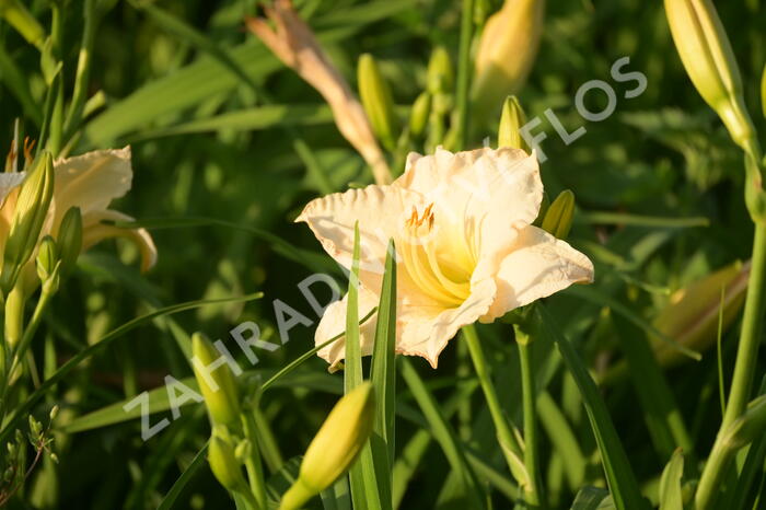 Denivka 'Longfields Beauty' - Hemerocallis 'Longfields Beauty'