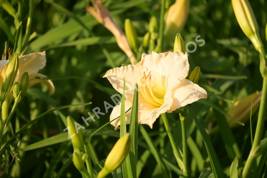 Denivka 'Longfields Beauty' - Hemerocallis 'Longfields Beauty'