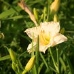 Denivka 'Longfields Beauty' - Hemerocallis 'Longfields Beauty'