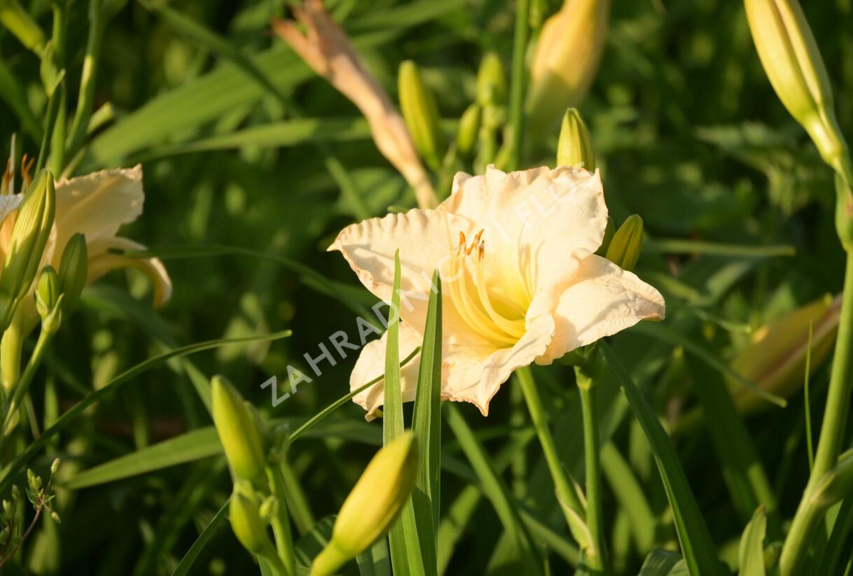 Denivka 'Longfields Beauty' - Hemerocallis 'Longfields Beauty'
