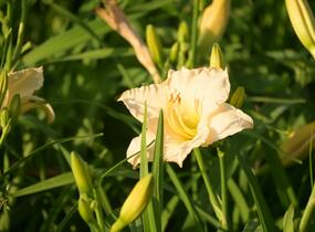 Denivka 'Longfields Beauty' - Hemerocallis 'Longfields Beauty'