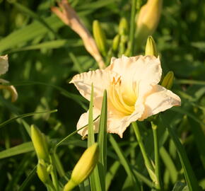 Denivka 'Longfields Beauty' - Hemerocallis 'Longfields Beauty'