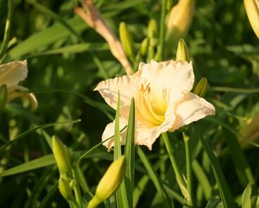 Denivka 'Longfields Beauty'