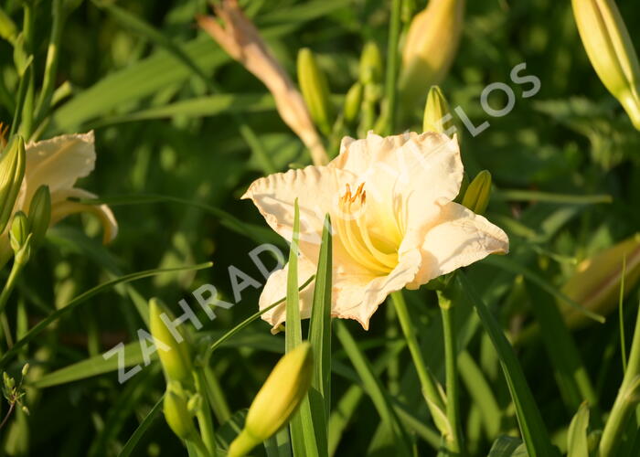 Denivka 'Longfields Beauty' - Hemerocallis 'Longfields Beauty'