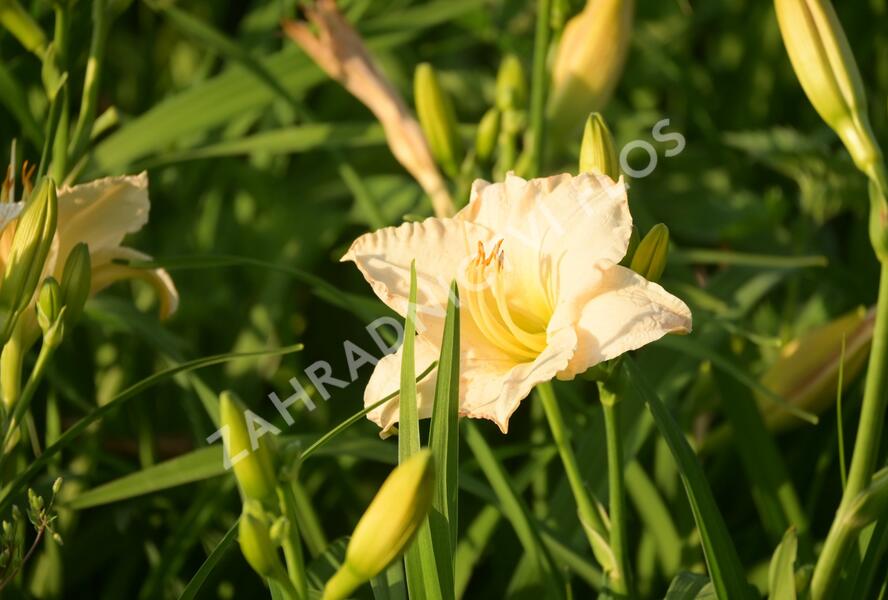 Denivka 'Longfields Beauty' - Hemerocallis 'Longfields Beauty'