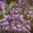 Motýlí keř, Komule Davidova 'Gulliver' - Buddleja davidii 'Gulliver'