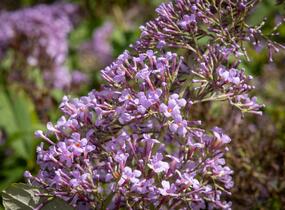 Motýlí keř, Komule Davidova 'Gulliver' - Buddleja davidii 'Gulliver'
