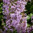 Motýlí keř, Komule Davidova 'Gulliver' - Buddleja davidii 'Gulliver'