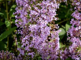Motýlí keř, Komule Davidova 'Gulliver' - Buddleja davidii 'Gulliver'