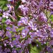 Motýlí keř, Komule Davidova 'Gulliver' - Buddleja davidii 'Gulliver'