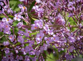 Motýlí keř, Komule Davidova 'Gulliver' - Buddleja davidii 'Gulliver'