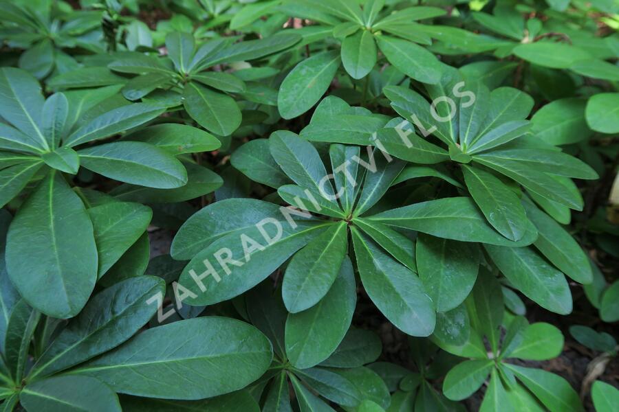 Pryšec mandloňovitý robbiae - Euphorbia amygdaloides ssp. robbiae