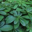 Pryšec mandloňovitý robbiae - Euphorbia amygdaloides ssp. robbiae