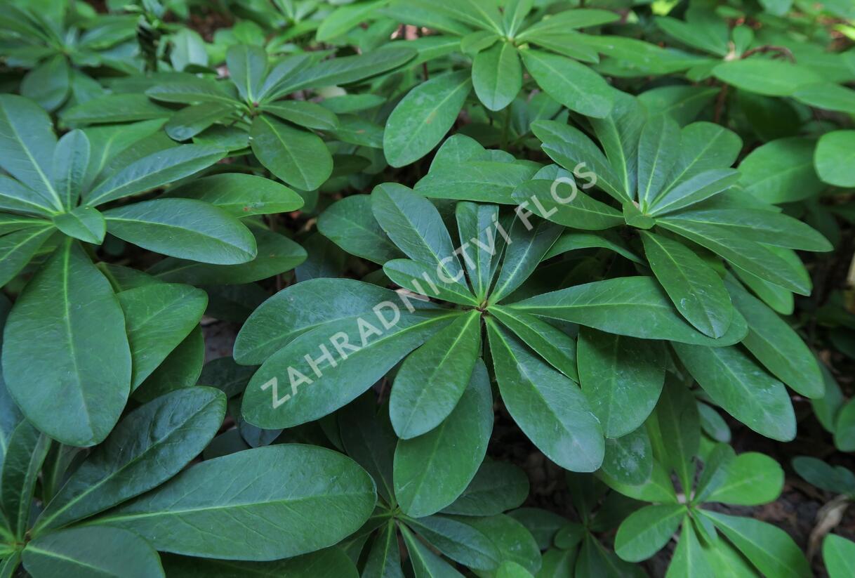 Pryšec mandloňovitý robbiae - Euphorbia amygdaloides ssp. robbiae