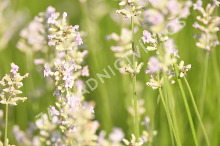 Levandule úzkolistá 'Hidcote Pink' - Lavandula angustifolia 'Hidcote Pink'