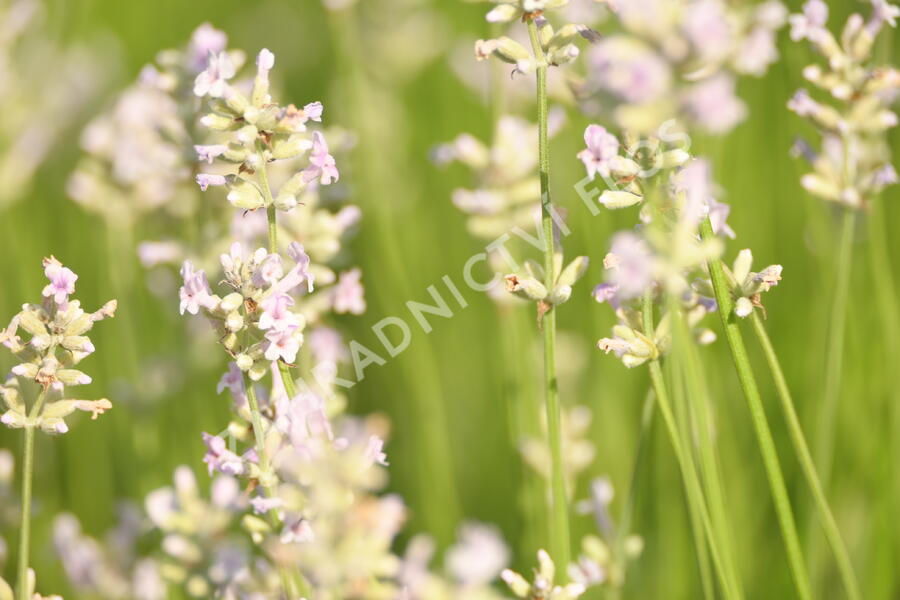 Levandule úzkolistá 'Hidcote Pink' - Lavandula angustifolia 'Hidcote Pink'