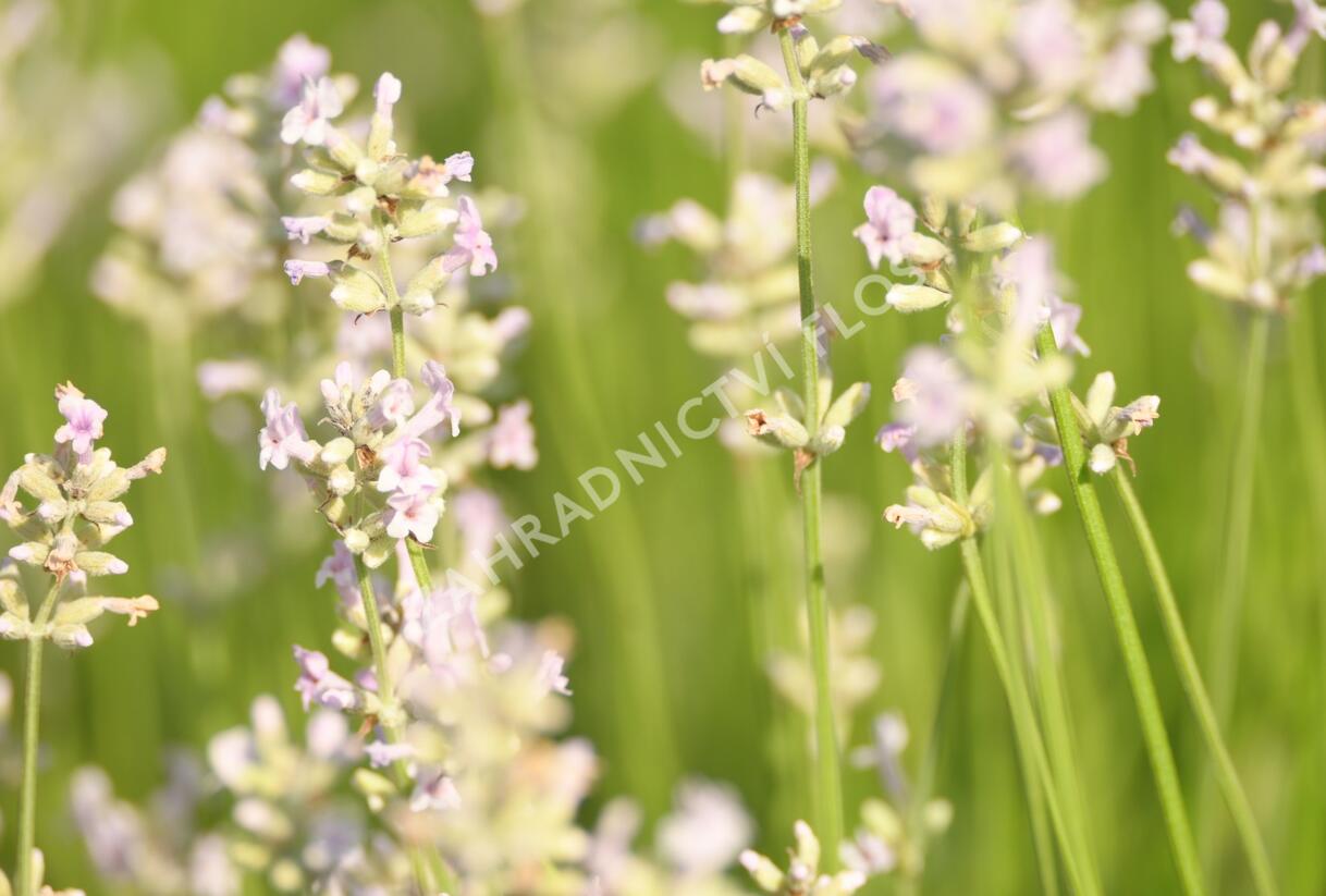 Levandule úzkolistá 'Hidcote Pink' - Lavandula angustifolia 'Hidcote Pink'