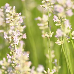 Levandule úzkolistá 'Hidcote Pink' - Lavandula angustifolia 'Hidcote Pink'