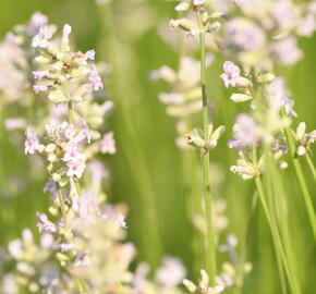 Levandule úzkolistá 'Hidcote Pink' - Lavandula angustifolia 'Hidcote Pink'