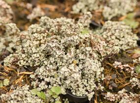 Raulie 'Laxa' - Raoulia hookeri 'Laxa'