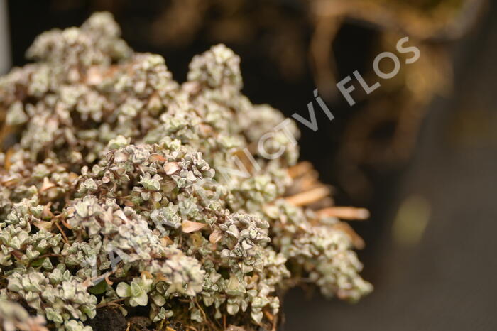 Raulie 'Laxa' - Raoulia hookeri 'Laxa'