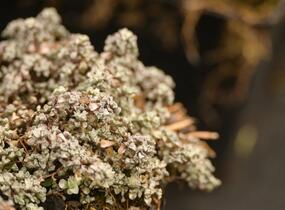 Raulie 'Laxa' - Raoulia hookeri 'Laxa'