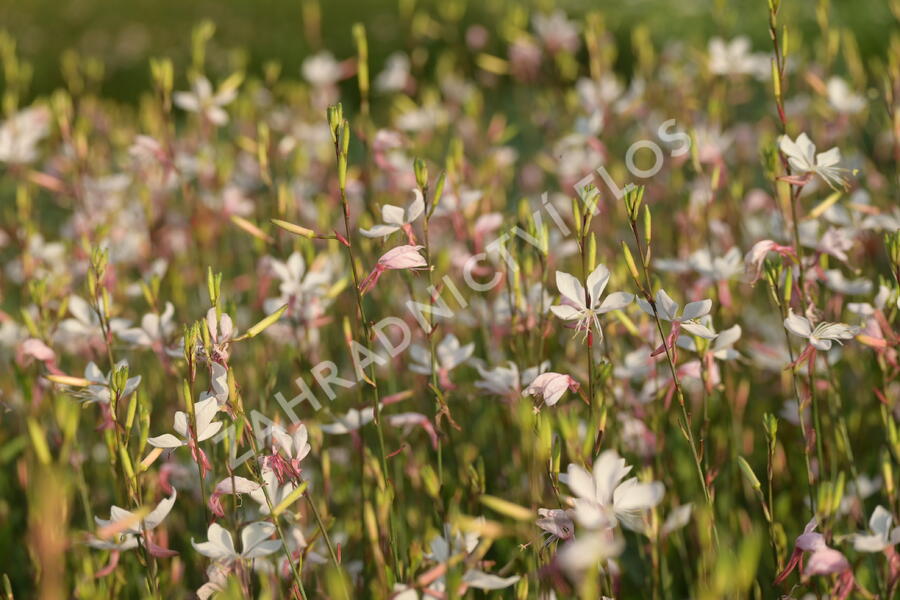 Svíčkovec 'Snowstorm' - Gaura lindheimeri 'Snowstorm'