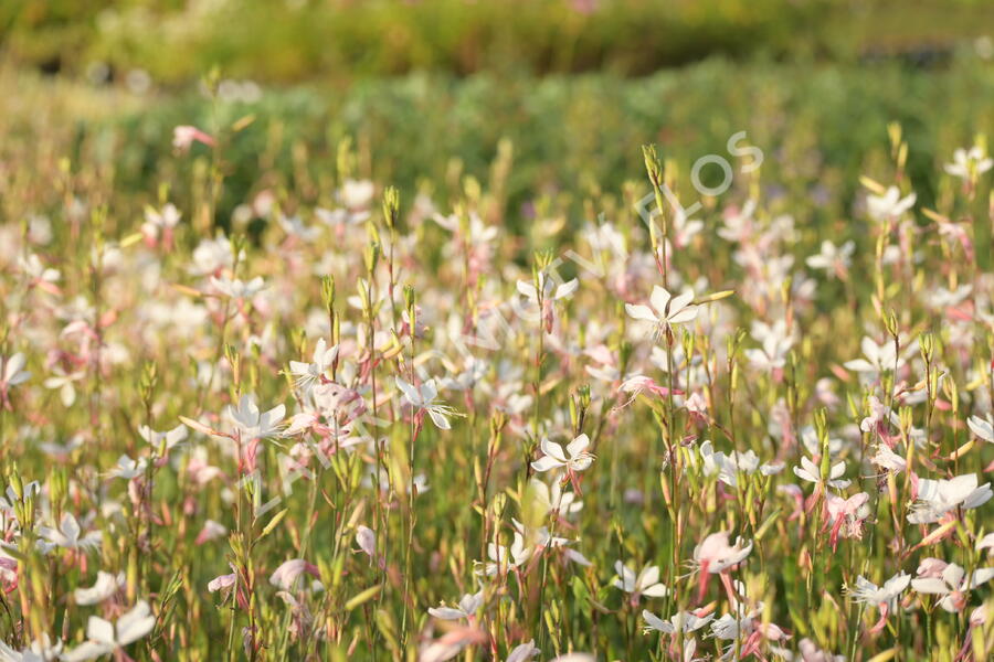 Svíčkovec 'Snowstorm' - Gaura lindheimeri 'Snowstorm'