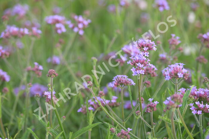 Verbena, sporýš argentinský 'Lollipop' - Verbena bonariensis 'Lollipop'