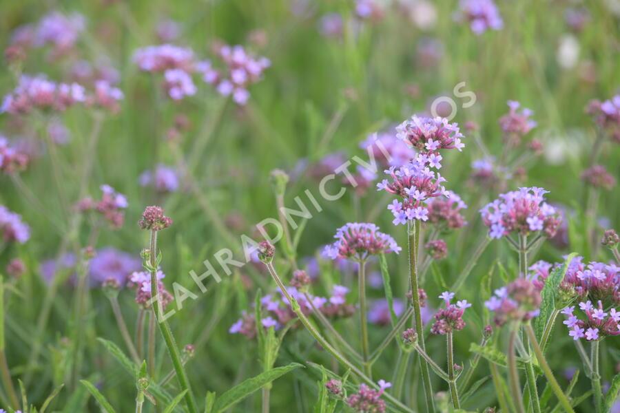 Verbena, sporýš argentinský 'Lollipop' - Verbena bonariensis 'Lollipop'