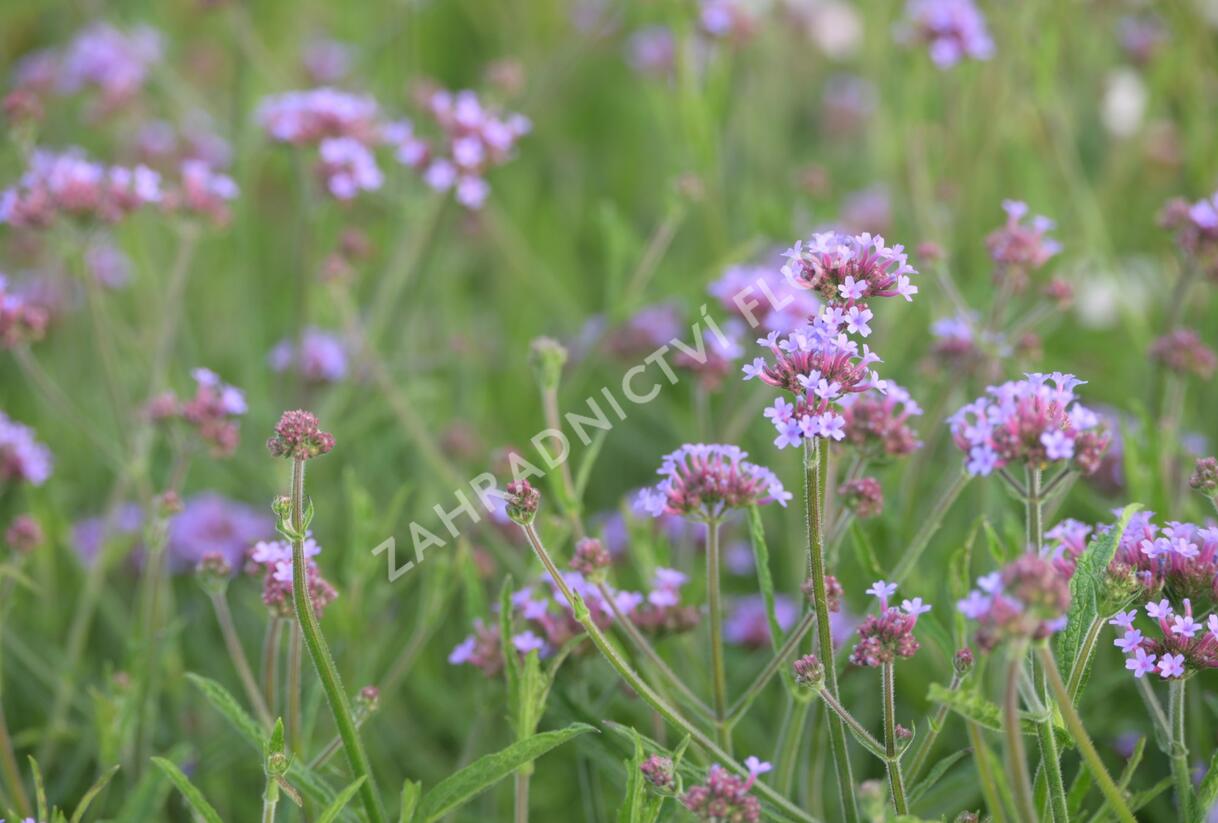 Sporýš argentinský 'Lollipop' - Verbena bonariensis 'Lollipop'