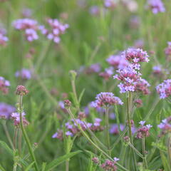 Verbena, sporýš argentinský 'Lollipop' - Verbena bonariensis 'Lollipop'