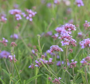 Verbena, sporýš argentinský 'Lollipop' - Verbena bonariensis 'Lollipop'