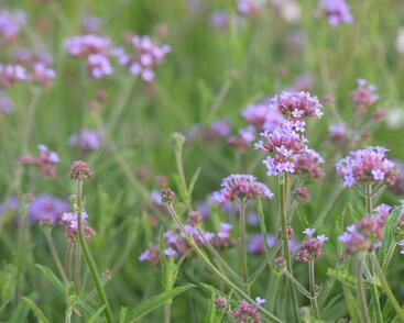 Sporýš argentinský 'Lollipop'