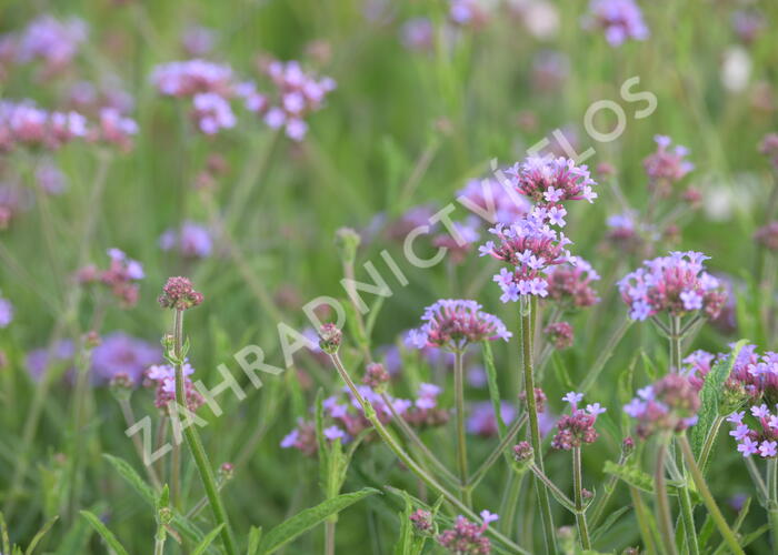 Verbena, sporýš argentinský 'Lollipop' - Verbena bonariensis 'Lollipop'