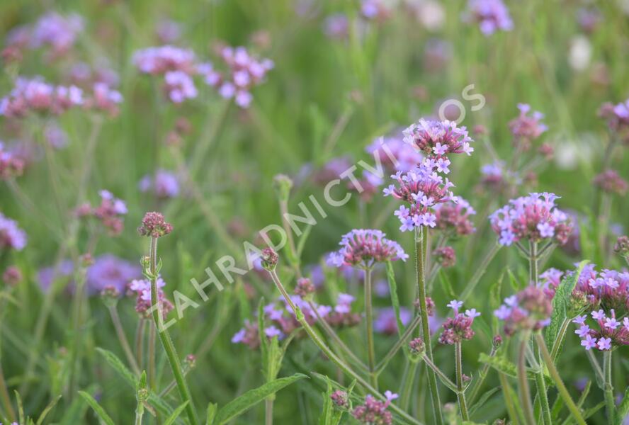 Sporýš argentinský 'Lollipop' - Verbena bonariensis 'Lollipop'