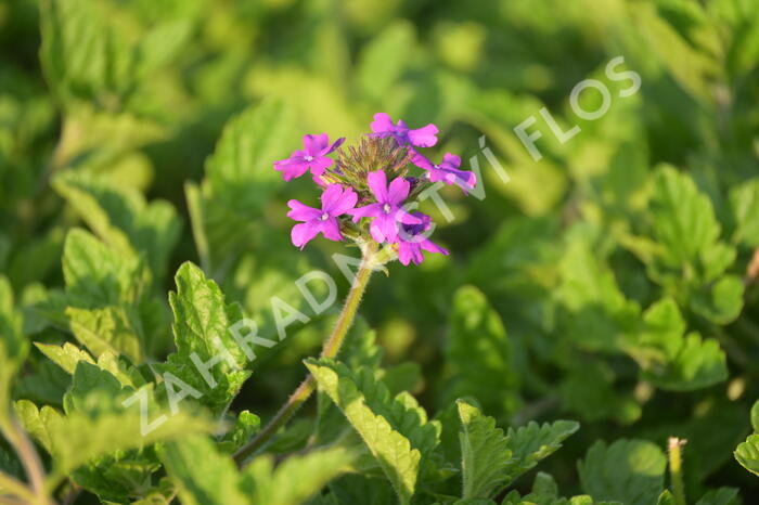 Verbena, sporýš 'Homestead Purple' - Verbena canadensis 'Homestead Purple'