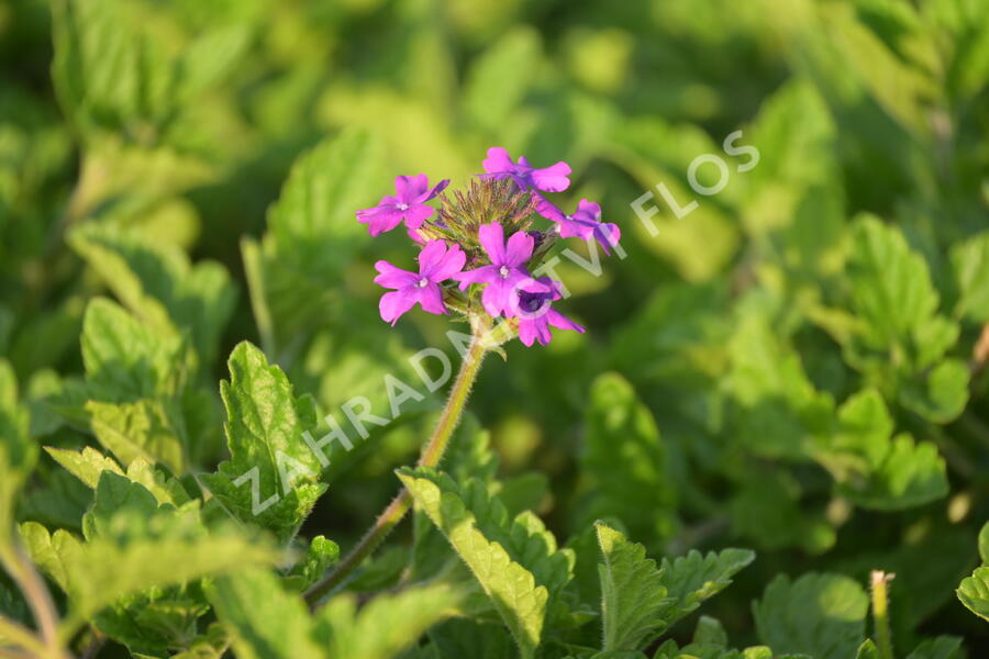 Verbena, sporýš  'Homestead Purple' - Verbena canadensis 'Homestead Purple'