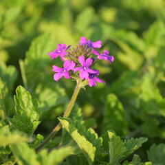 Verbena, sporýš 'Homestead Purple' - Verbena canadensis 'Homestead Purple'